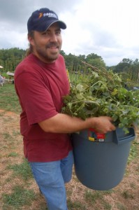 Chad Dean of Blue Mountain Brewery moves a batch of hop vines Monday afternoon.