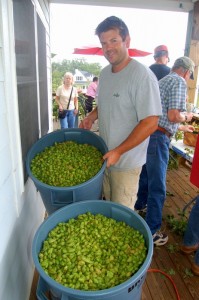 Photo By Tommy Stafford : ©2010 www.nelsoncountylife.com : Taylor Smack, co-owner of Blue Mountain Brewery, shows off just a small portion of the hops harvested Monday during their Annual Hop Picking Day at the brewery. Click any photo to enlarge. 