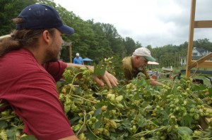 Chad & Stan remove freshly harvested hops from a trailer. 