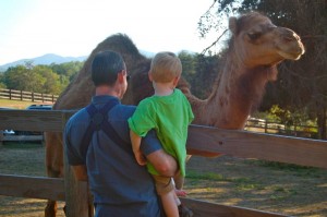 A father and son check out the camel at MountainSide Petting Farm this past weekend. 