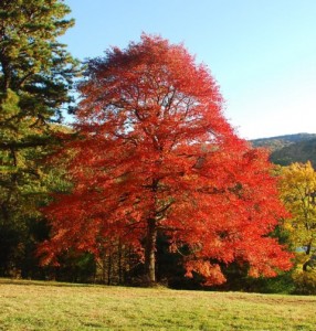 Brilliant fall colors fill the landscape. 