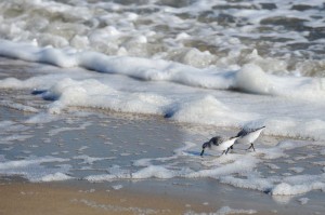 Virginia Beach - 041