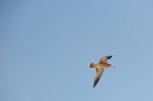 Virginia Beach - 059