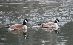 canadian geese