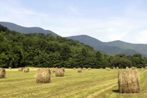 Rt 664 Hay Bales - LO-RES
