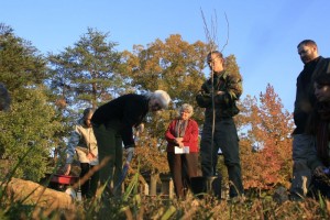 Tree dig-2