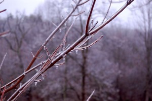 JAN 21 ICE2