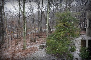 Snow Storm - 0008-pp