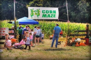 The corn maze and pumpkin picking are a staple favorite at the annual Apple Butter Makin Festival held each year in Tyro, VA