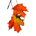 fall_leaves