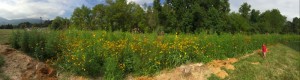 A panoramic view of the completed wildflower garden at RVCC. 