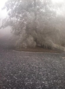 Photo Courtesy of Kim Sillas : Fog frozr to many of the trees at Wintergreen on Tuesday morning making a pretty display.  