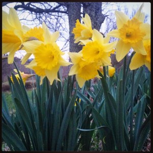 ©2015 Blue Ridge Life Magazine : Photo By Katherine (Kat) Turner : Kat Turner has no doubt that spring is on its way! She grabbed this shot of some beautiful daffodils blooming in Roseland this week. 