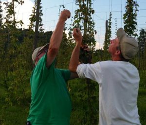Photos By  Tracy Watts : This past weekend the folks over at Misty Mill Hops in Lowesville at Rockmill Farm held their first hop picking. 