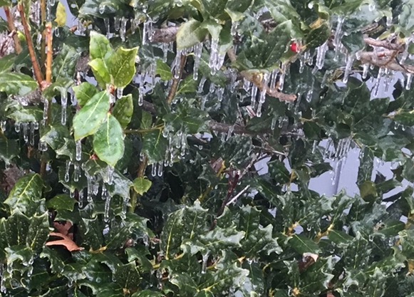 Nelson : Wintergreen : A Bit Of Ice Up Top