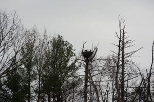 Photo by Mary Craig : IN this shot you can actually see two eagles in the nest - Monday - March 6, 2017. 