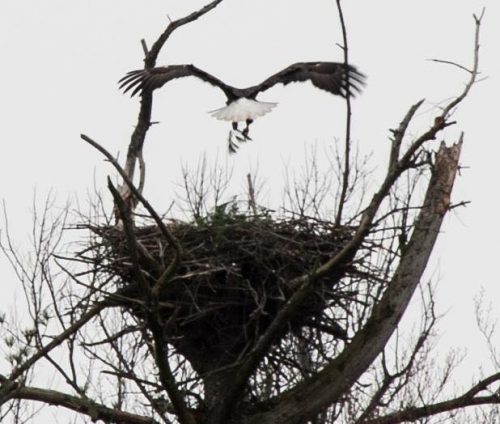 Nelson : Massies Mill : Beautiful Shot Of Bald Eagles By BRL Reader