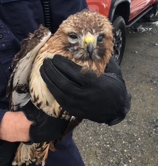 Nelson : VSP Troopers Rescue Injured Hawk After Being Struck By Car