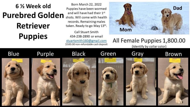 Advertisement : 6 & 1/2 Week Old Purebred Golden Retrievers For Sale